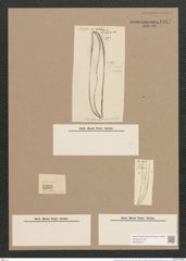 Pleurosigma balticum (Ehr.) W.Sm. (de-Toni-Nr.: Genus 13, Species 1063) Zeichnungen Sammlung Grunow Nr. 1917 (NHMW-BOT-W0369043)